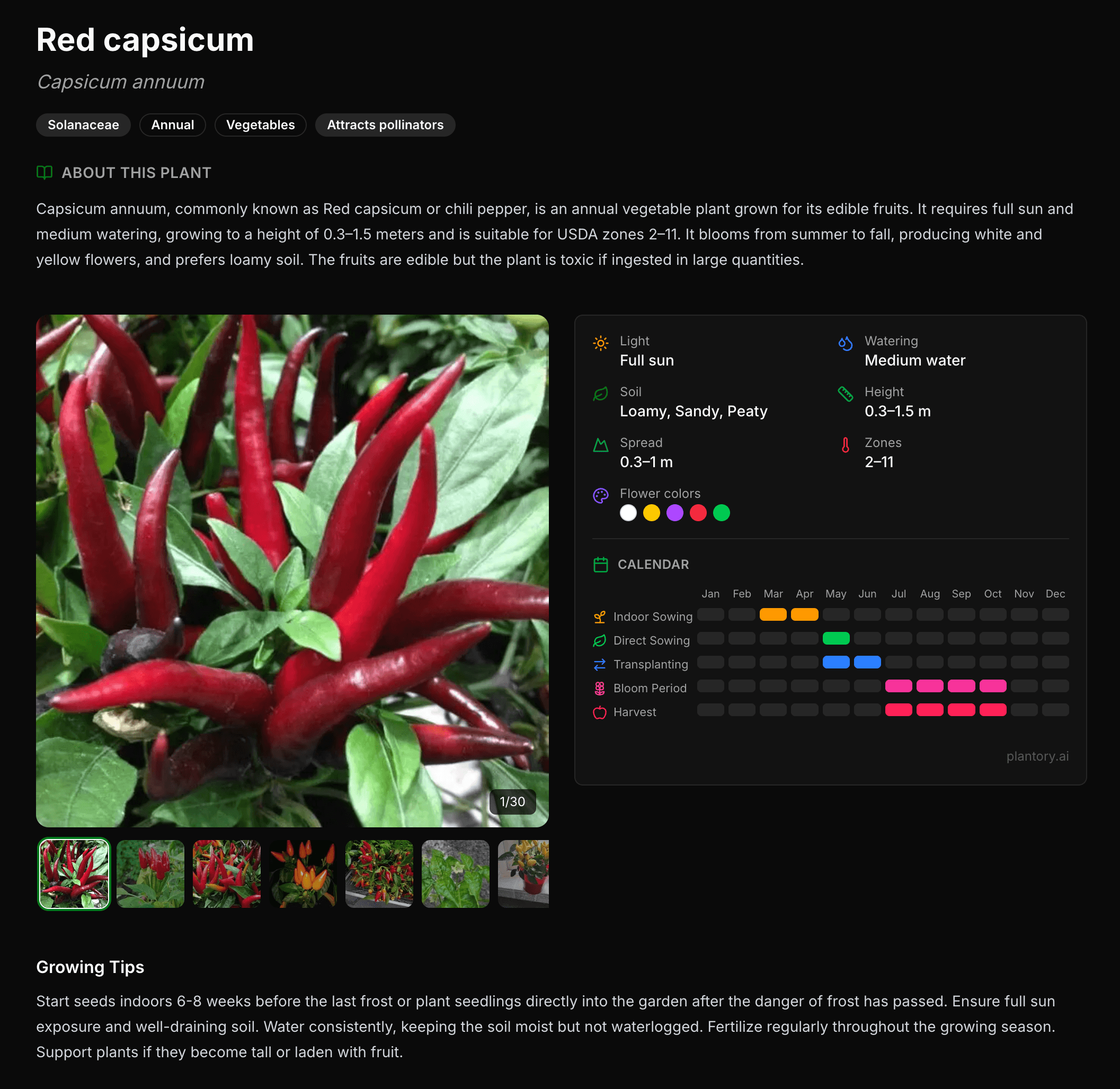 Scheda pianta Red capsicum con calendario di semina, periodo di fioritura e colori dei fiori