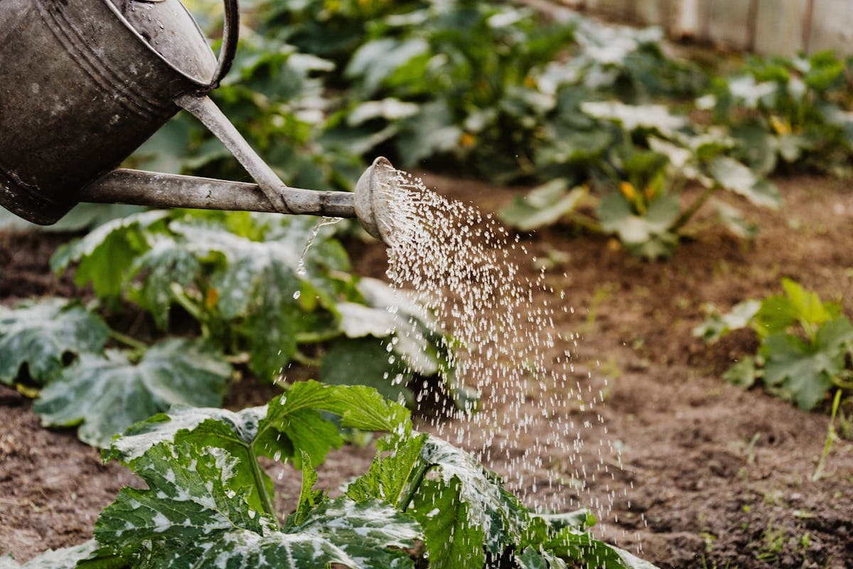 Watering can spraying water over vegetable crops in a garden bed