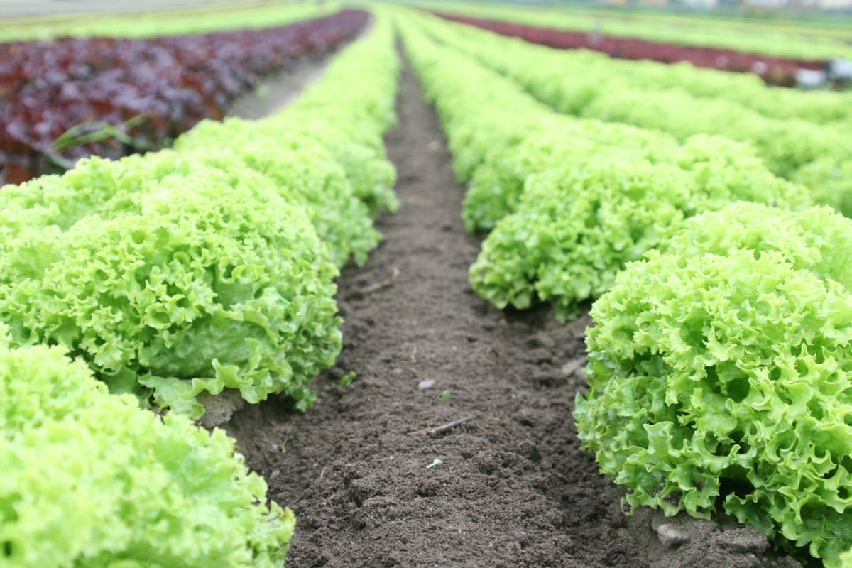 Rows of lettuce in different growth stages in a vegetable garden