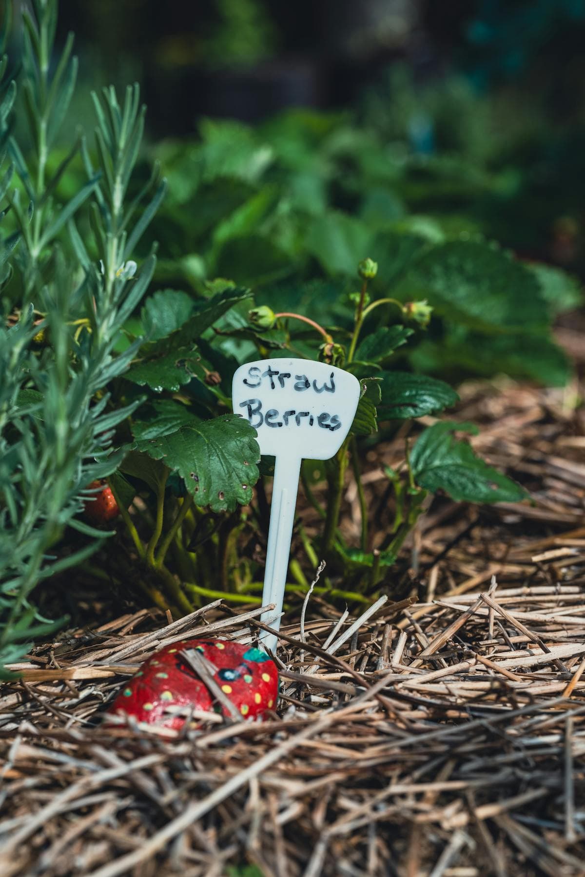 Strawberry plant surrounded by straw mulch in a garden bed