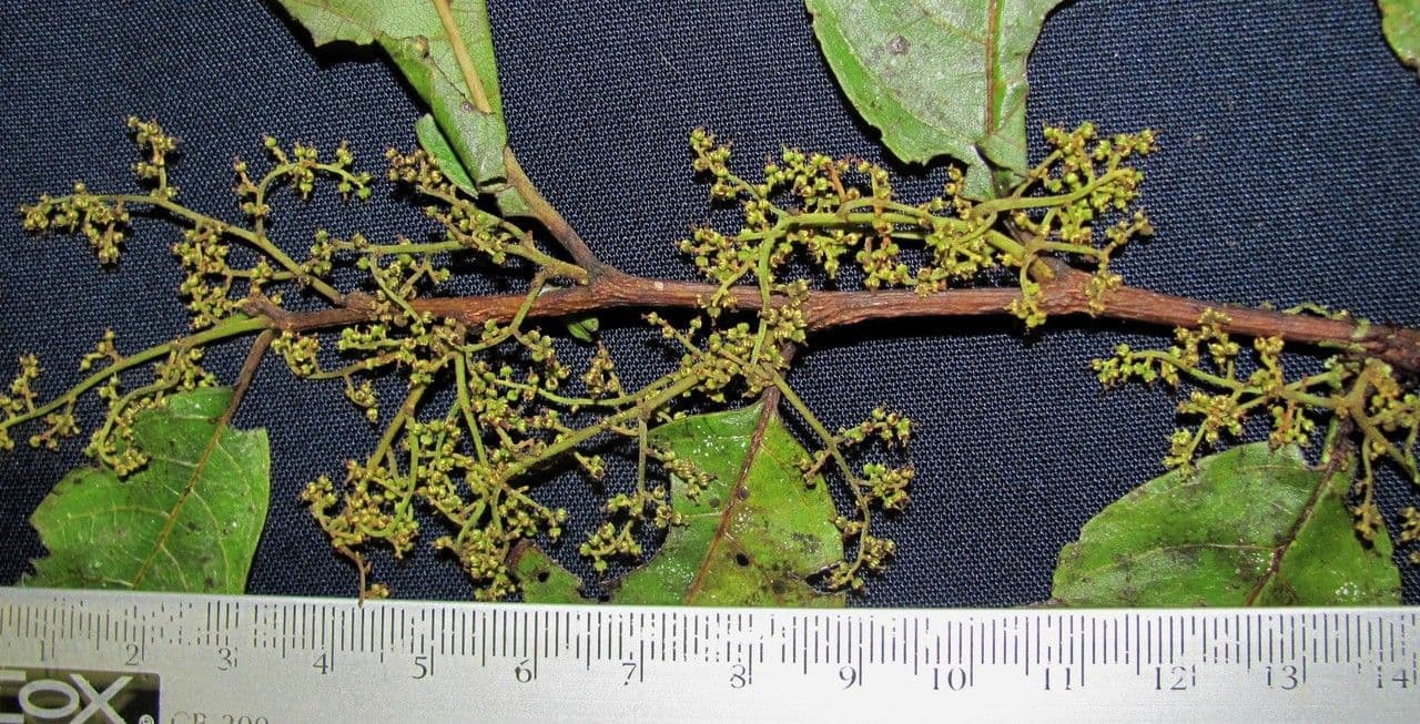 Perrottetia 8