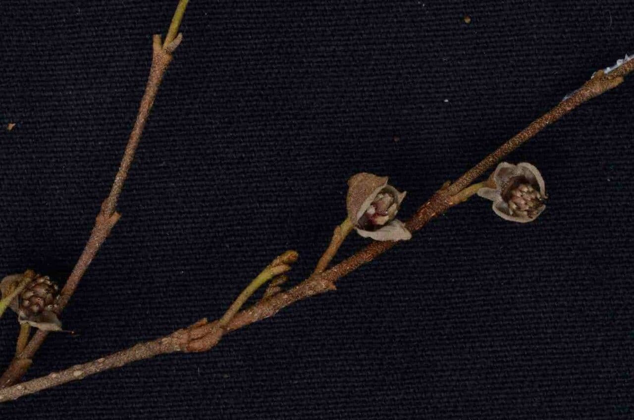 Duguetia 8