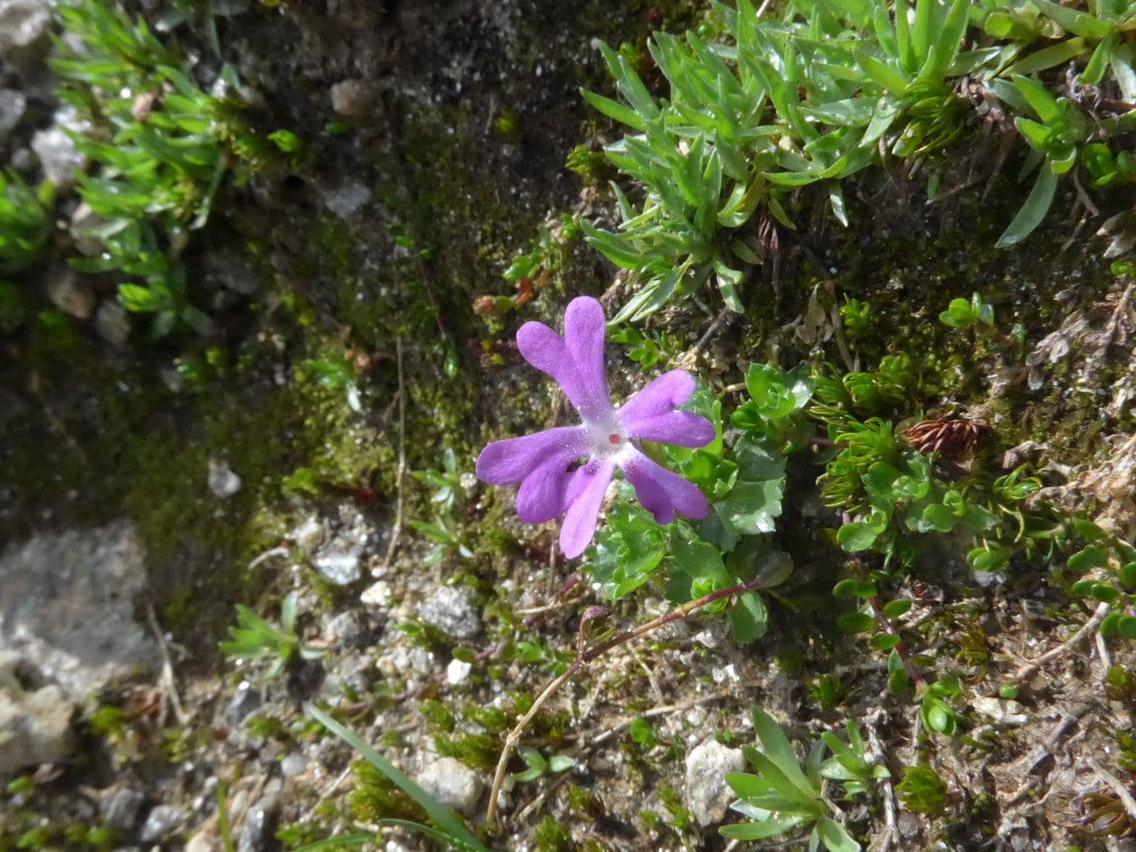 Primula 3