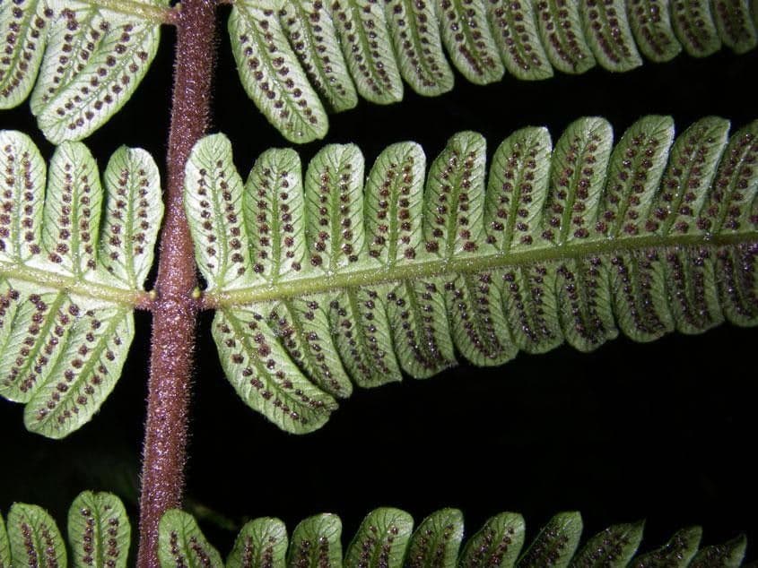 Thelypteris 6