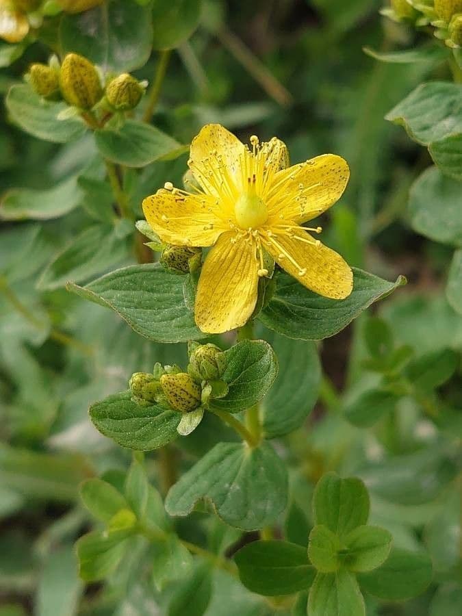 Millepertuis maculé 10