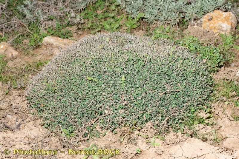 Launaea cervicornis 6