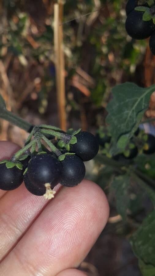 Solanum chenopodioides