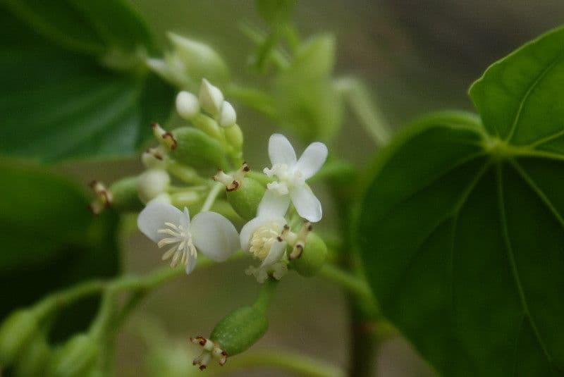 Begonia 4