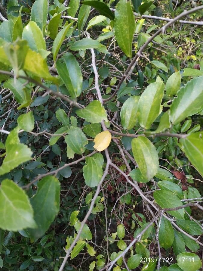 Celtis iguanaea 13