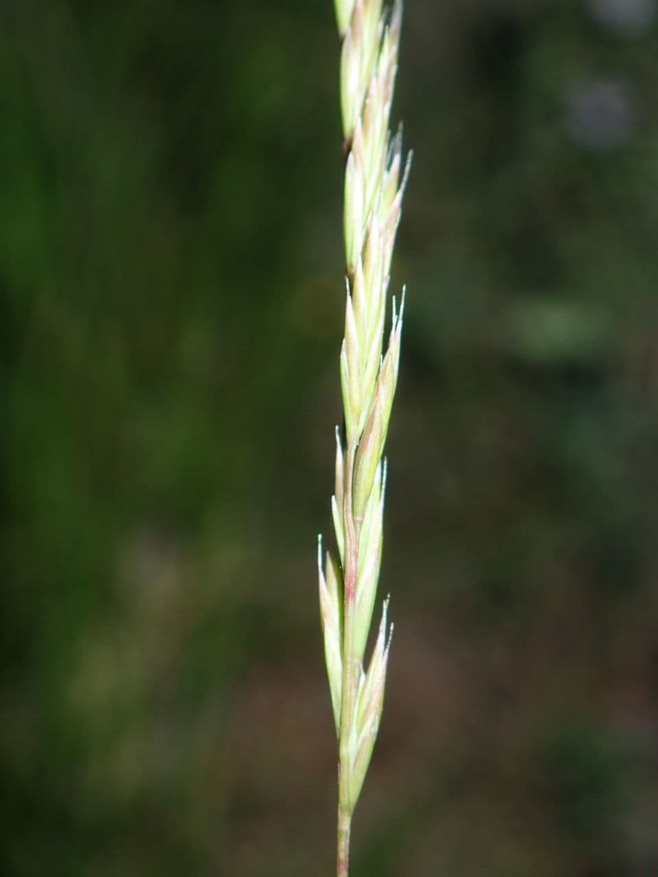 Festuca occitana 3