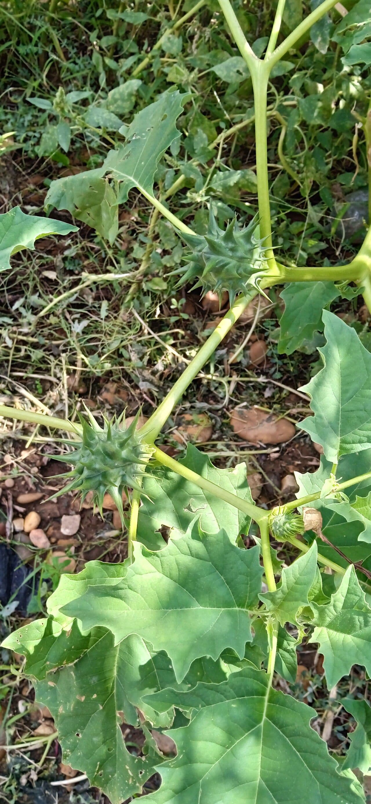 Datura 2