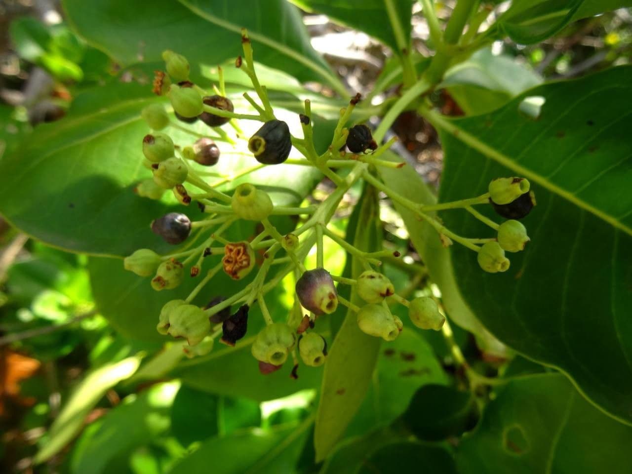 Erithalis 5