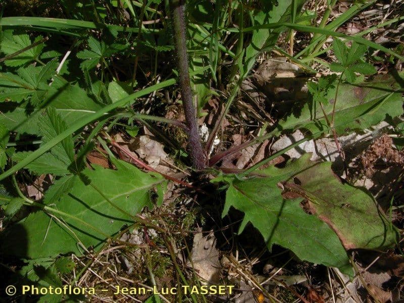 Lachenals Habichtskraut 11