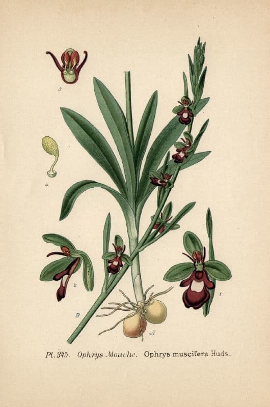 Abejera 28