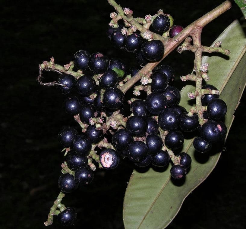 Ardisia 2