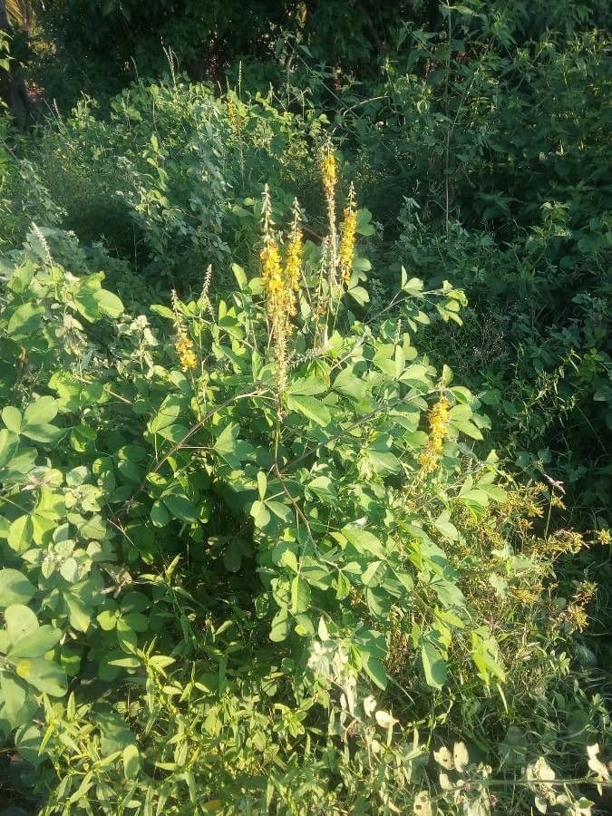 Rattenschote 11