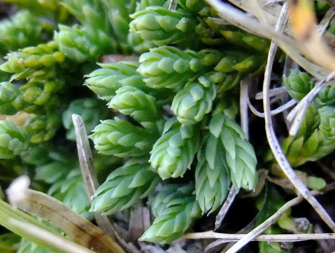 Lycopodium alpinum 12
