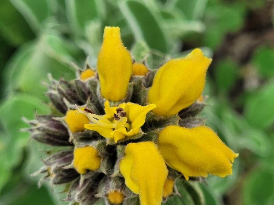 Phlomis 6