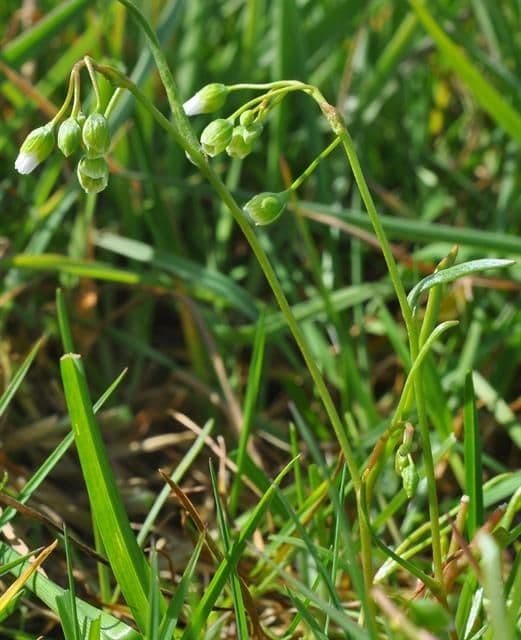 Montia lineare 9