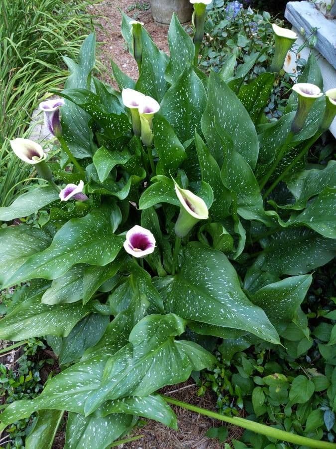 Calla 25