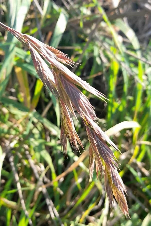 Cebadilla 2