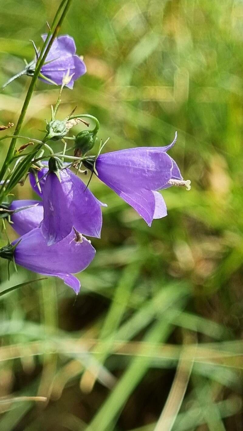Campanula 5