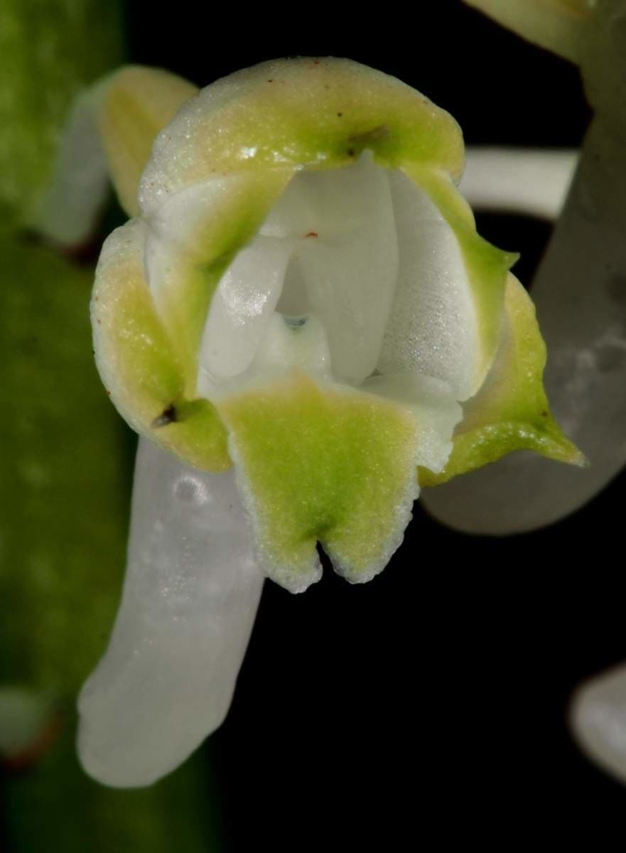Calanthe 4
