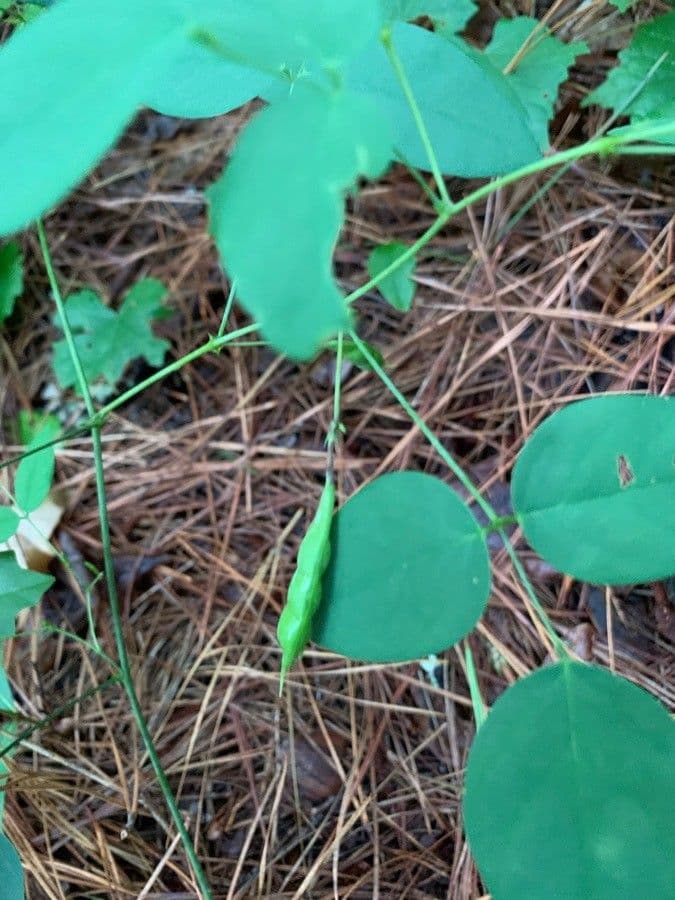 Clitoria