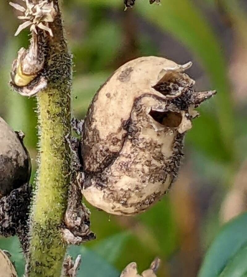 Bocca di leone comune 3