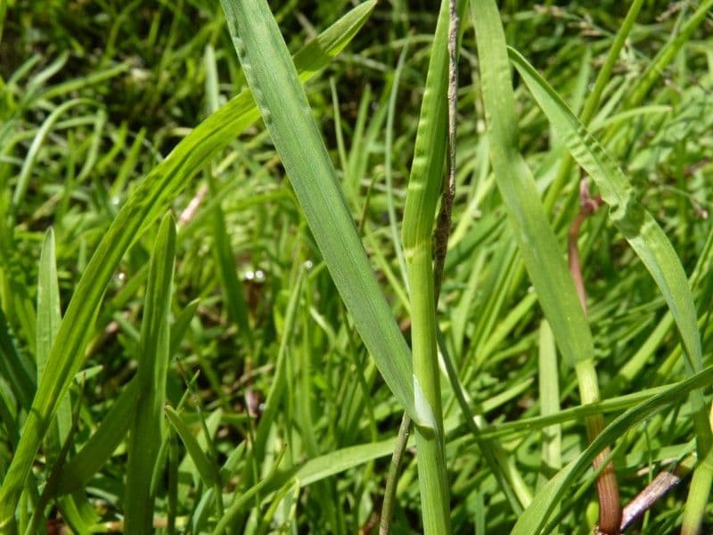 Quellgras 20
