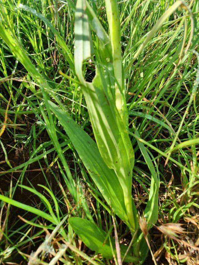 Habenaria 12