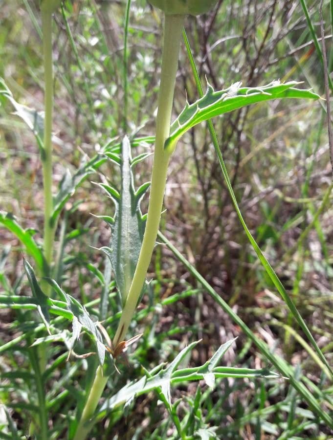 Sanftdistel 18