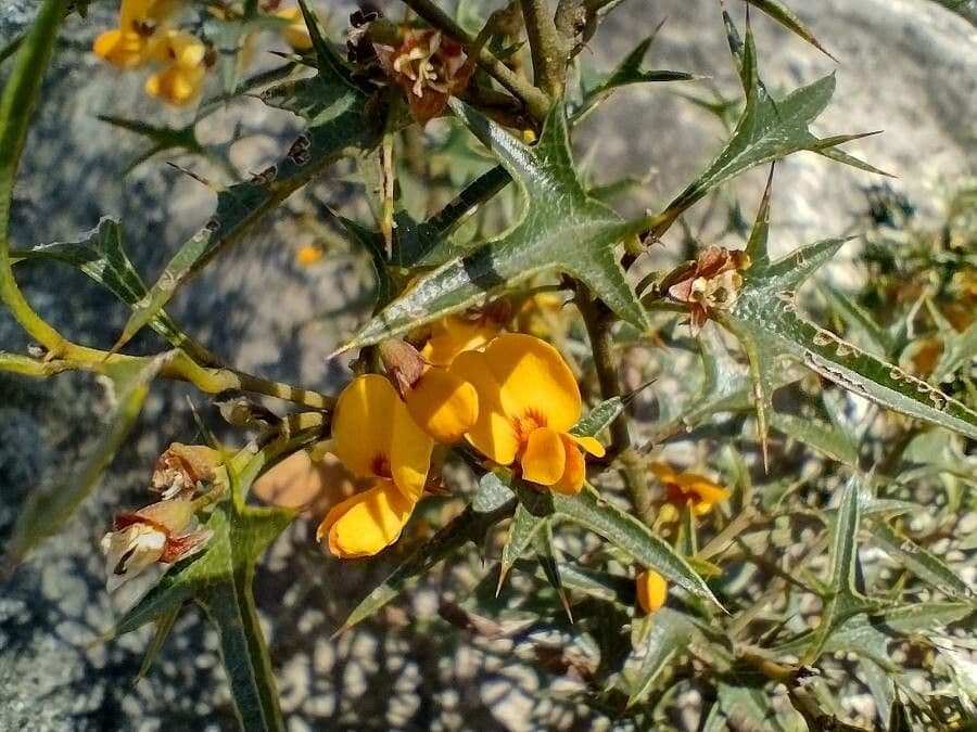 Stechpalmenblättrige Podolobium 2