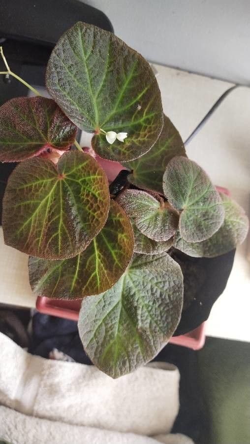 Begonia 9