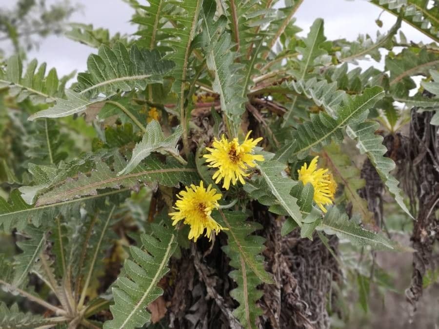 Sonchus