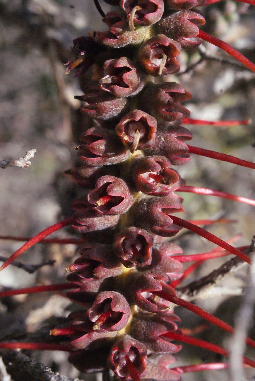 Kunzea Baxtera 4