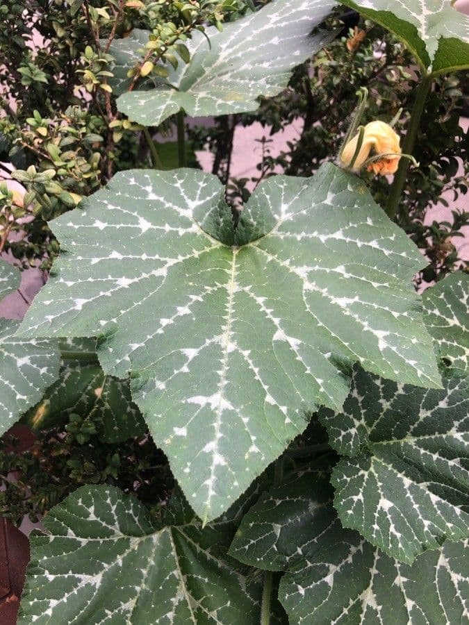 Zucca moscata 17