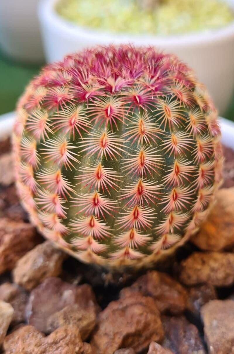 Cactus arcobaleno dell'Arizona 11