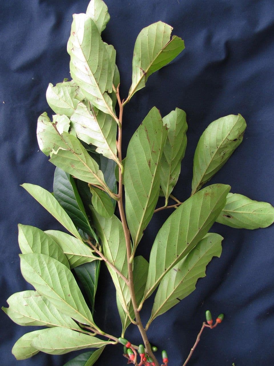 Ocotea insulare 22
