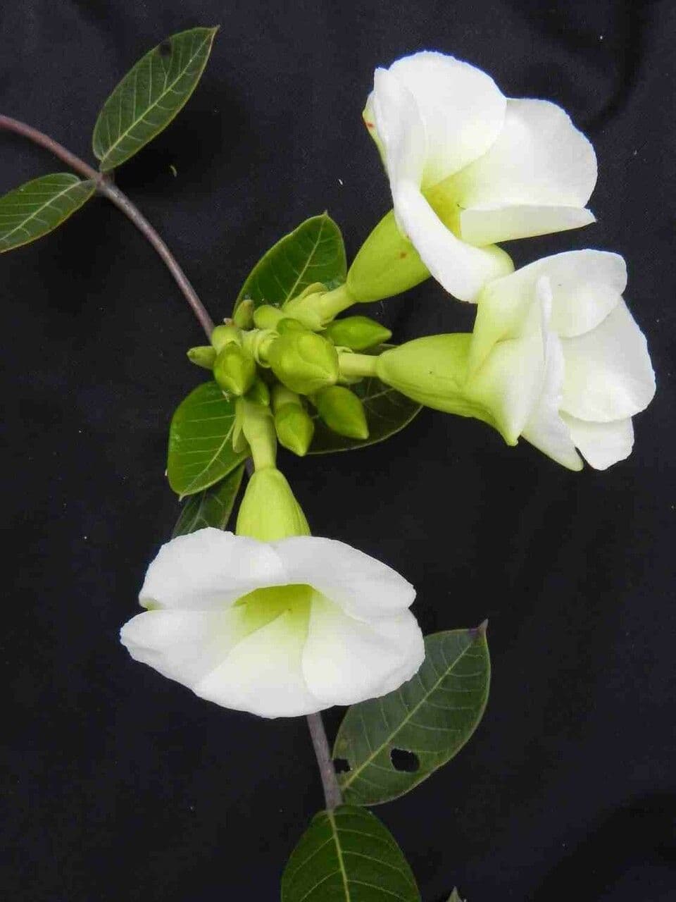 Odontadenia 10