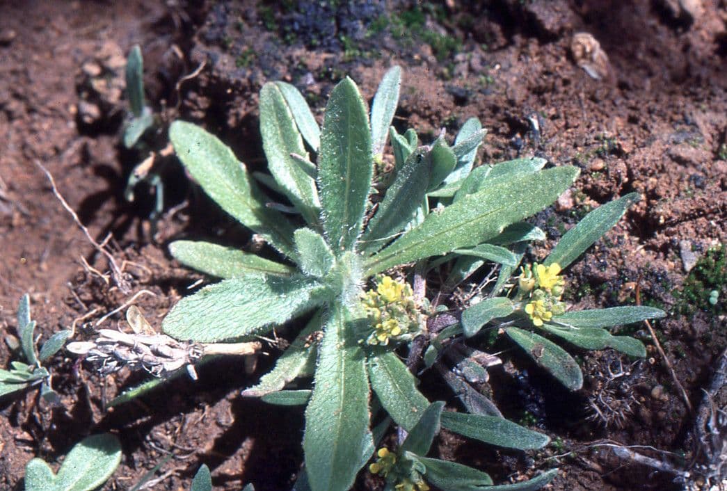 Notoceras bicorne 4