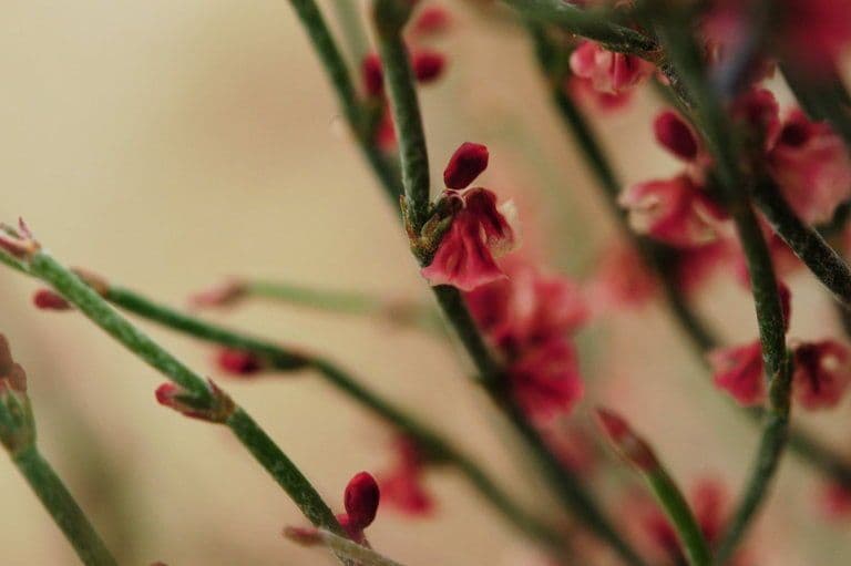 Eriogonum nidularium 4