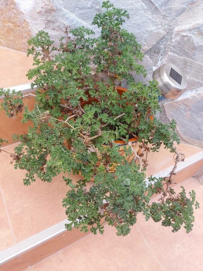 Geranium 9