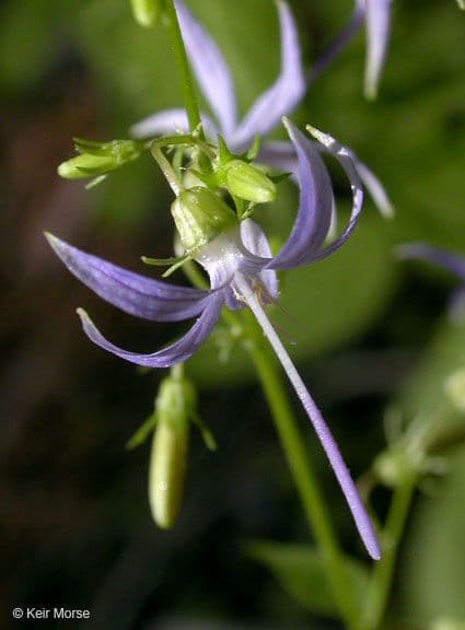 Campanula 5