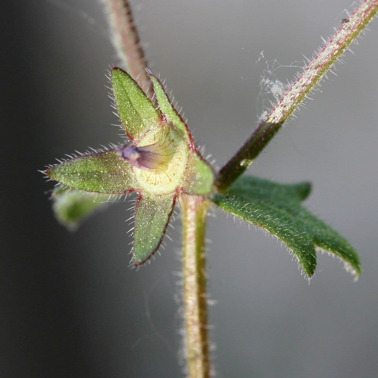 Campanula erinus
