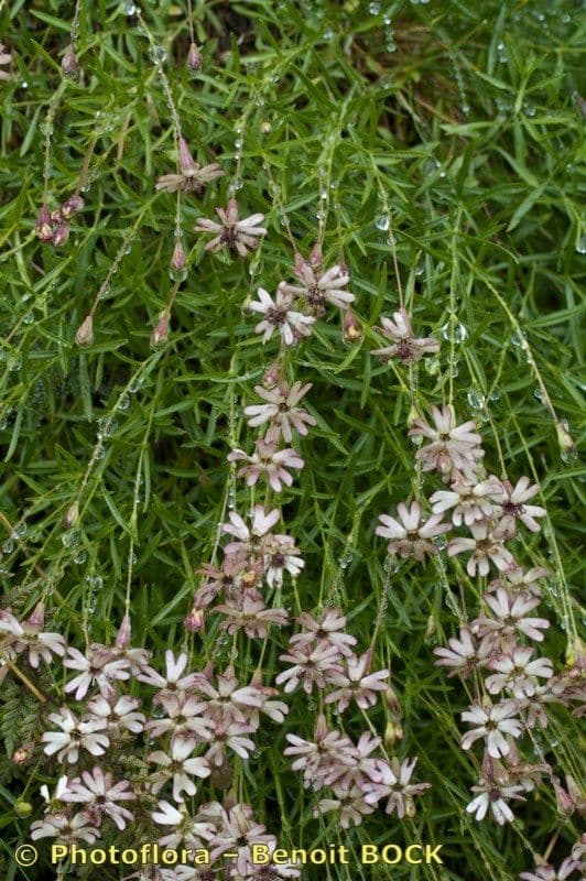 Silene saxifraga 23