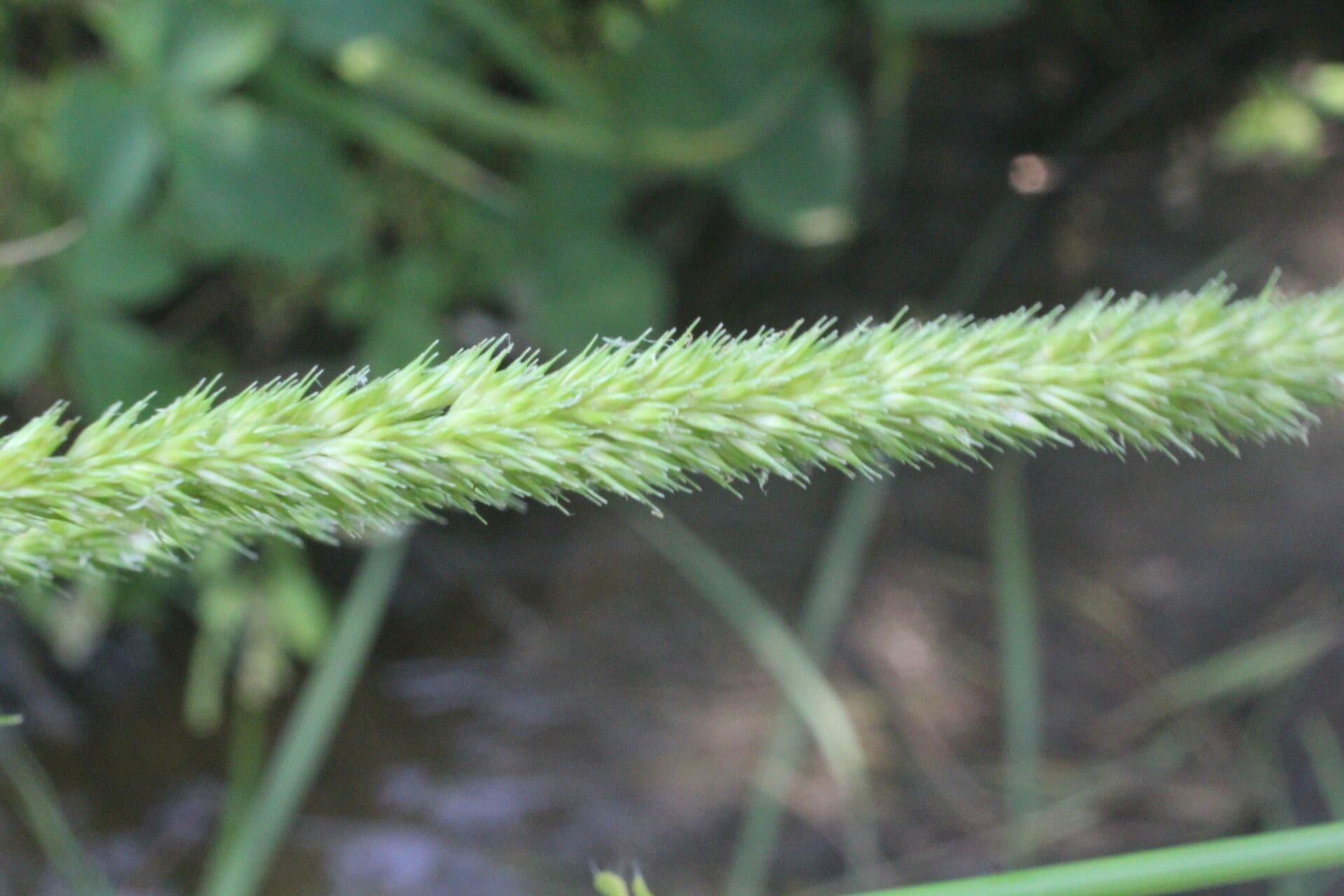 Hymenachne amplexicaulis 5