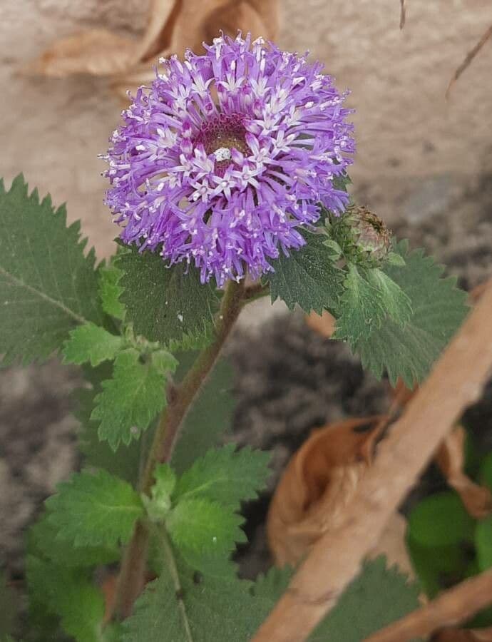 Centratherum punctatum 12