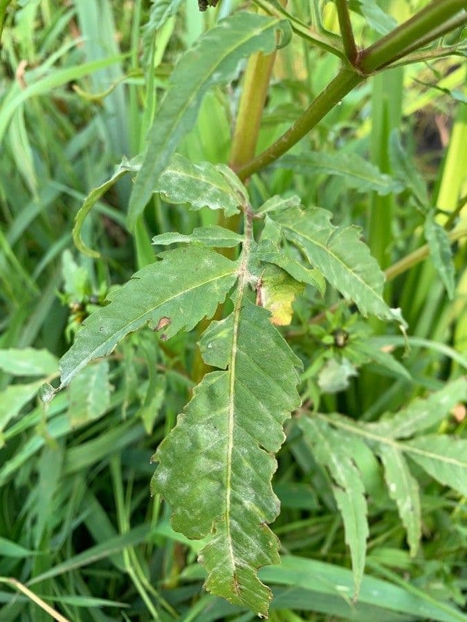 Bidens radiata 17