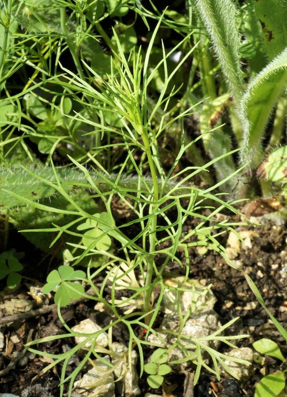 Acker-Schwarzkümmel 19